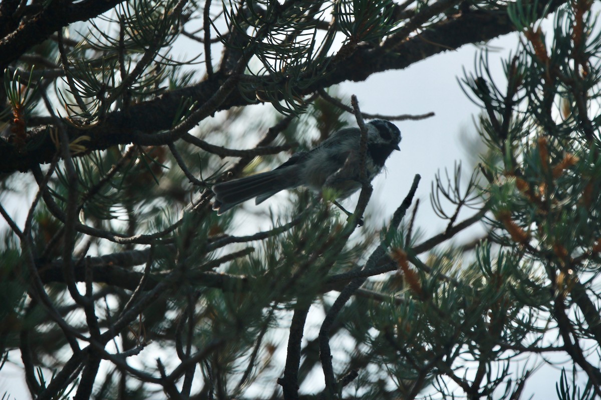 Mountain Chickadee - ML639704481