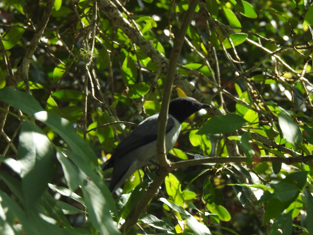 Madagaskar Tırtılyiyeni - ML639704496
