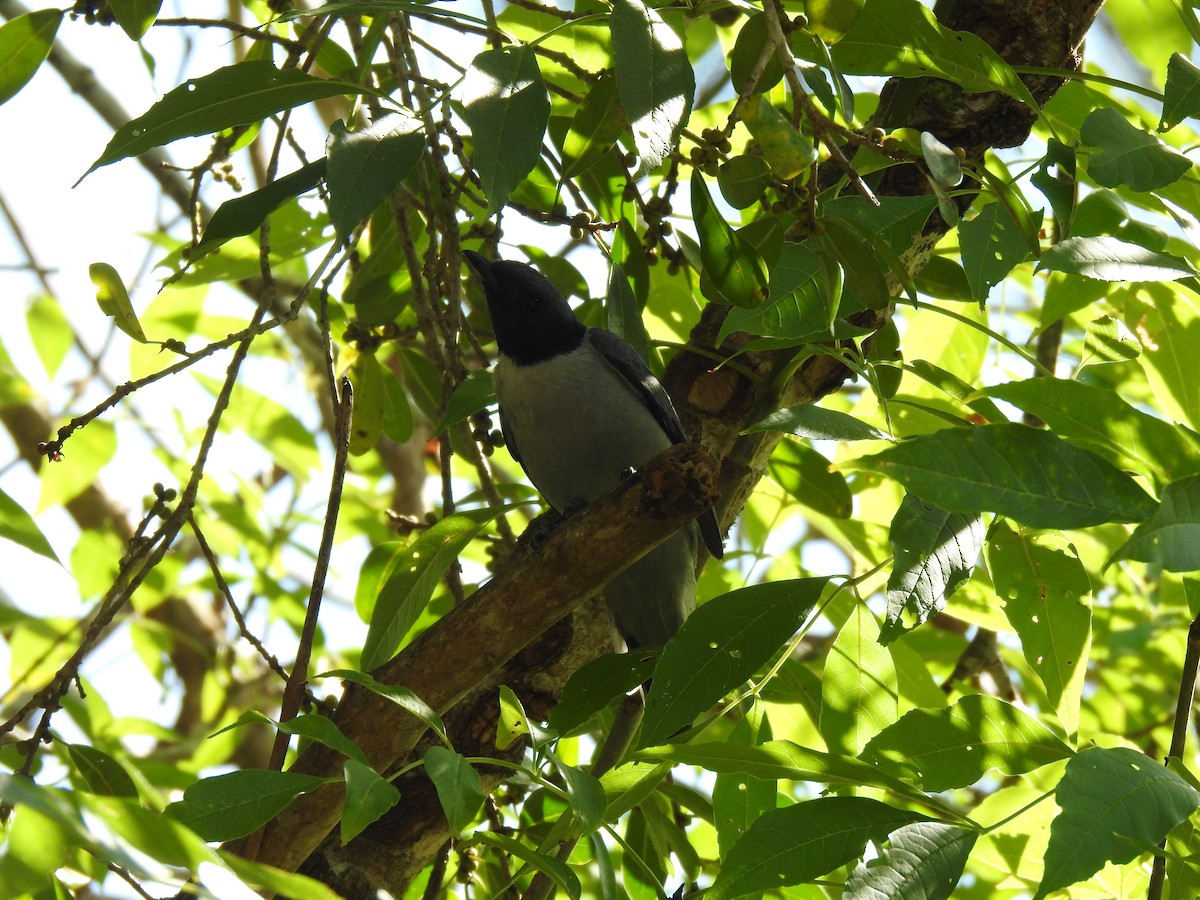 Madagaskar Tırtılyiyeni - ML639704497