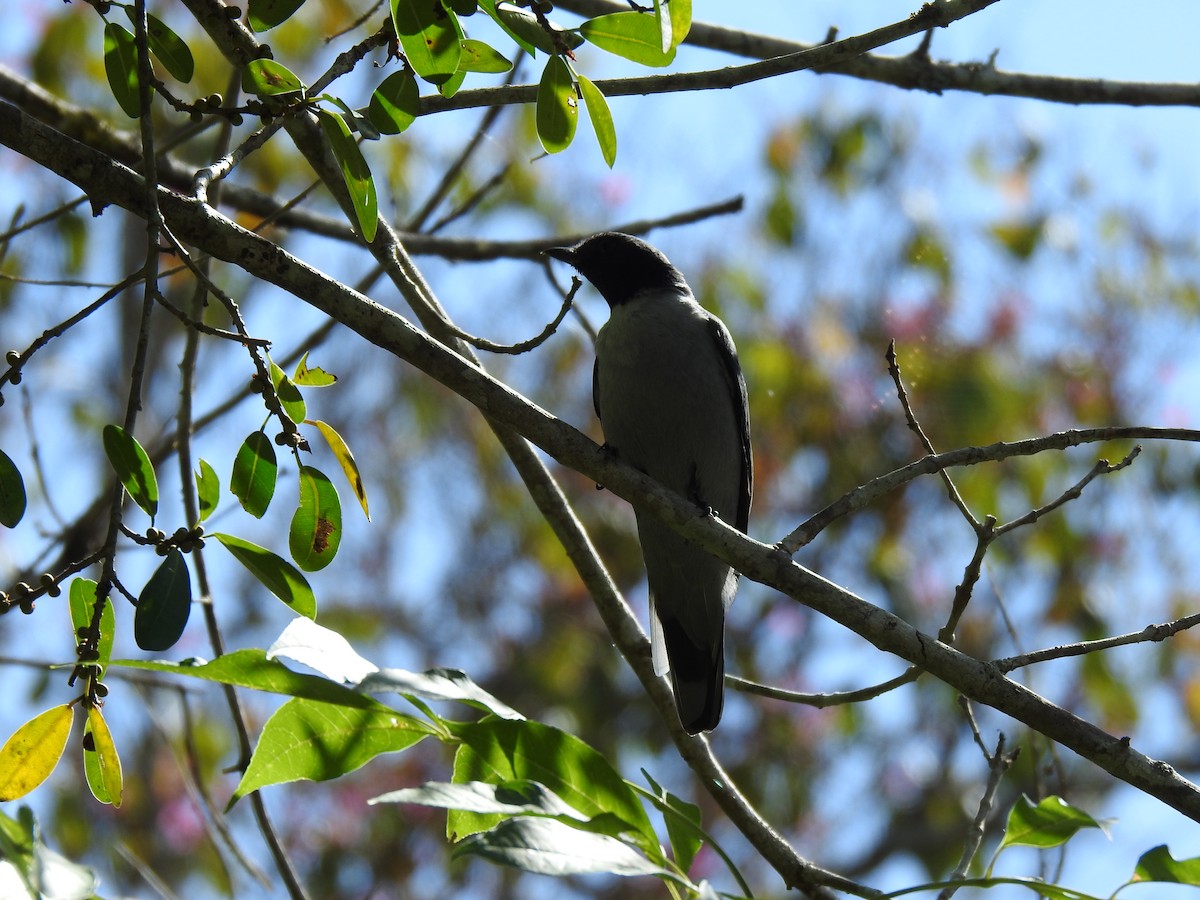 Madagaskar Tırtılyiyeni - ML639704498