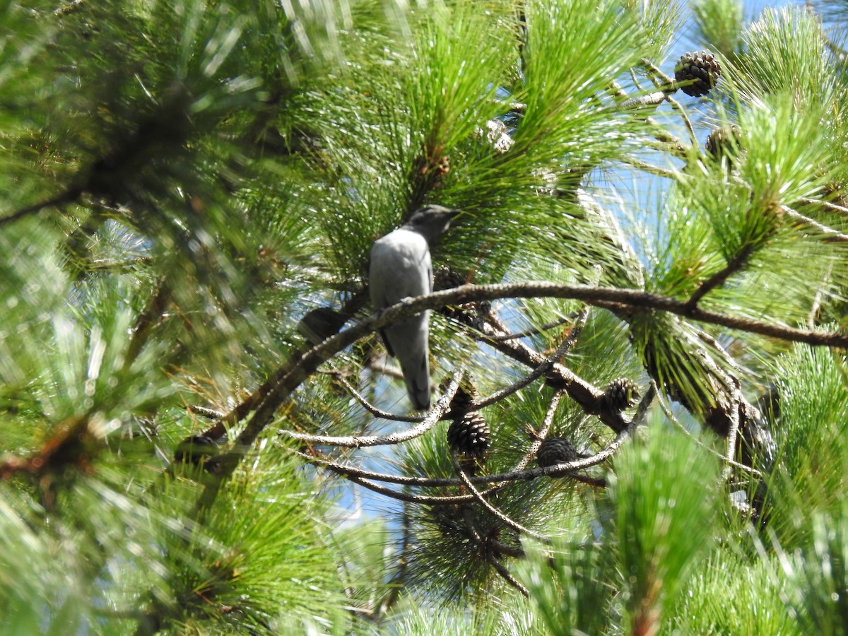 Madagaskar Tırtılyiyeni - ML639704499