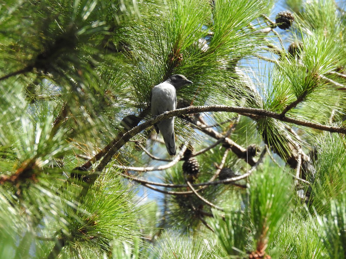 Madagaskar Tırtılyiyeni - ML639704500