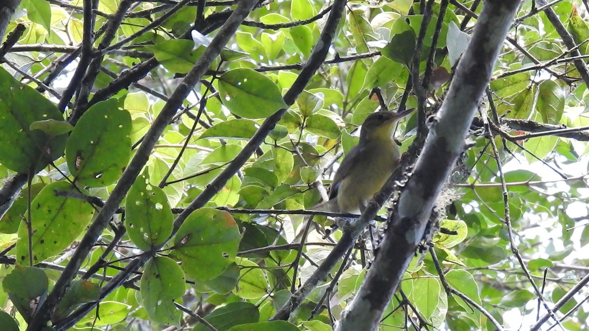Long-billed Bernieria - ML639704516