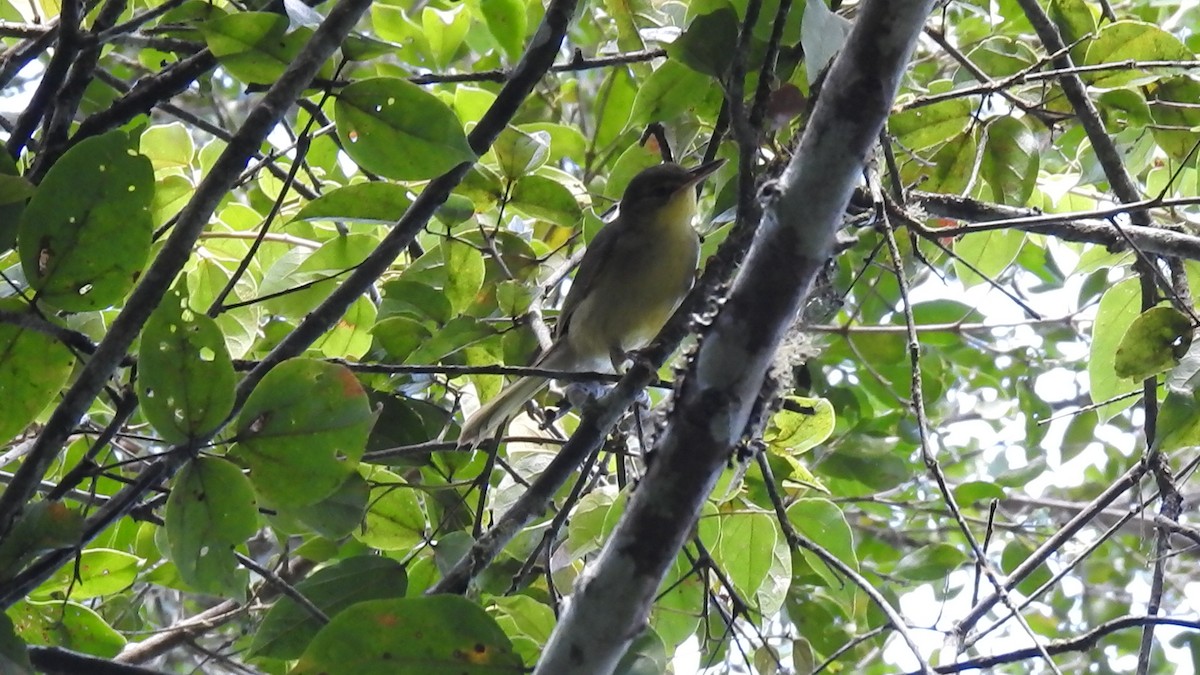 Long-billed Bernieria - ML639704517