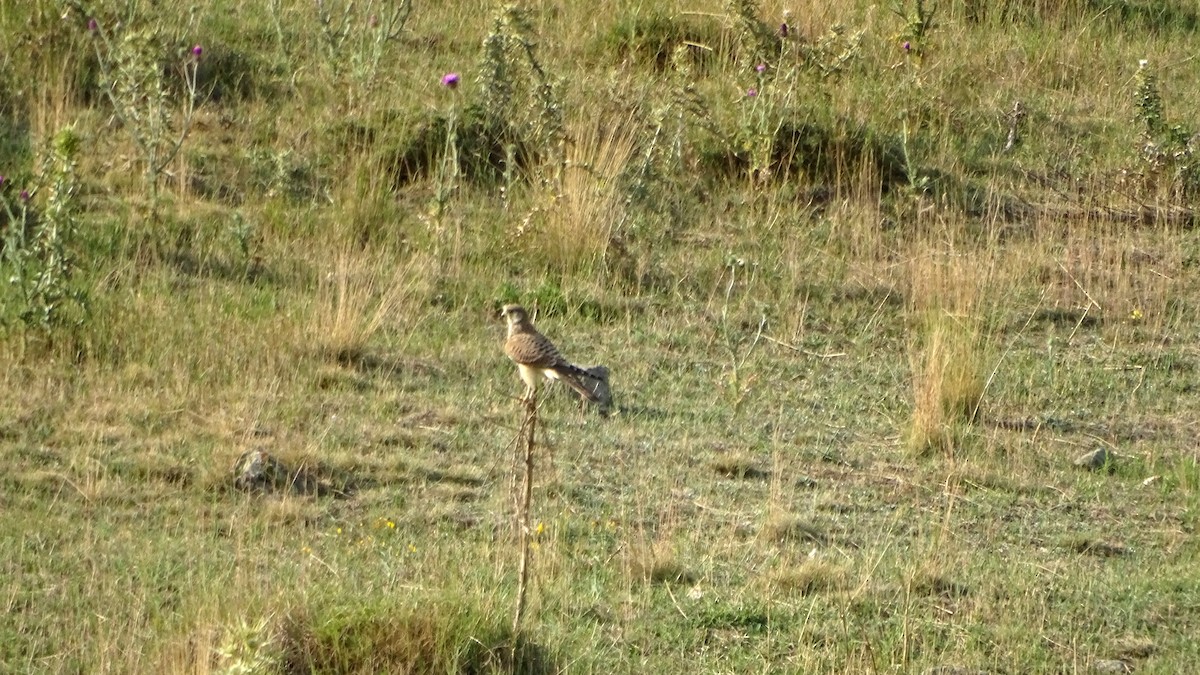 Eurasian Kestrel - ML639704525
