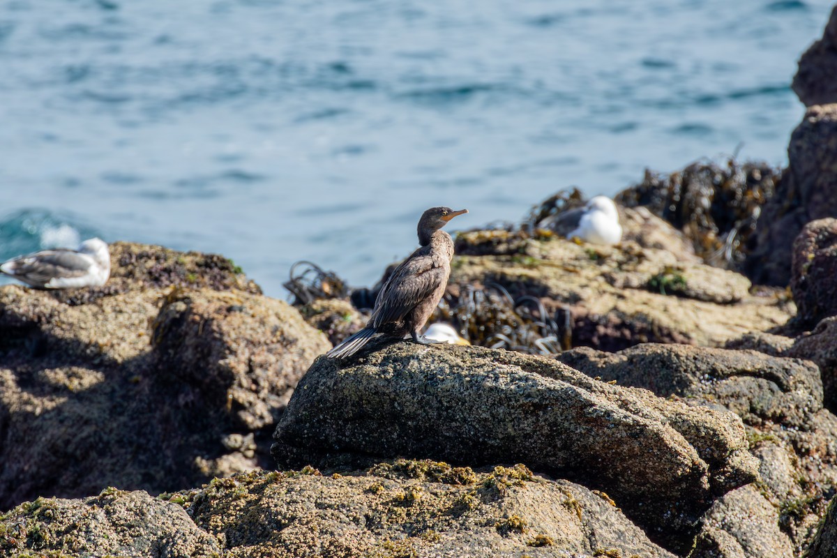 Neotropic Cormorant - ML639704539