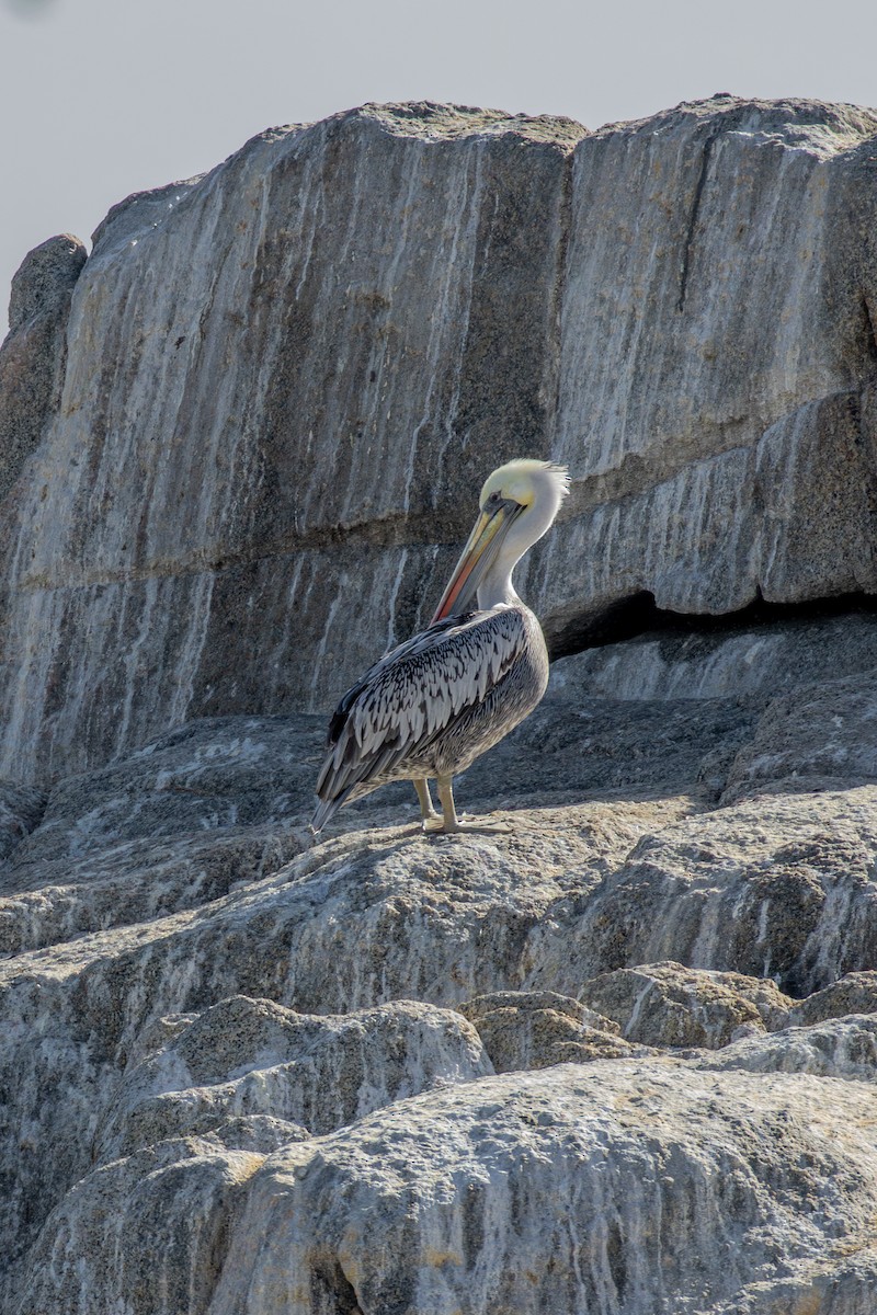 Peruvian Pelican - ML639704548