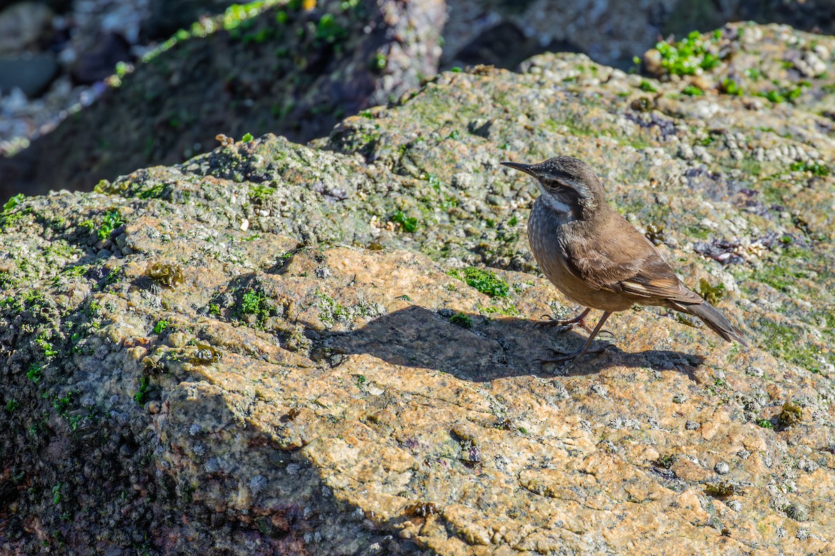 Gray-flanked Cinclodes - ML639704559