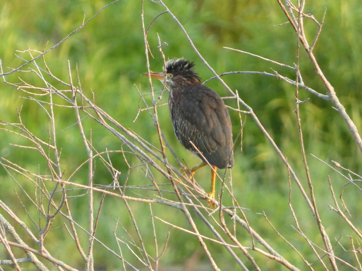 Green Heron - ML639704581