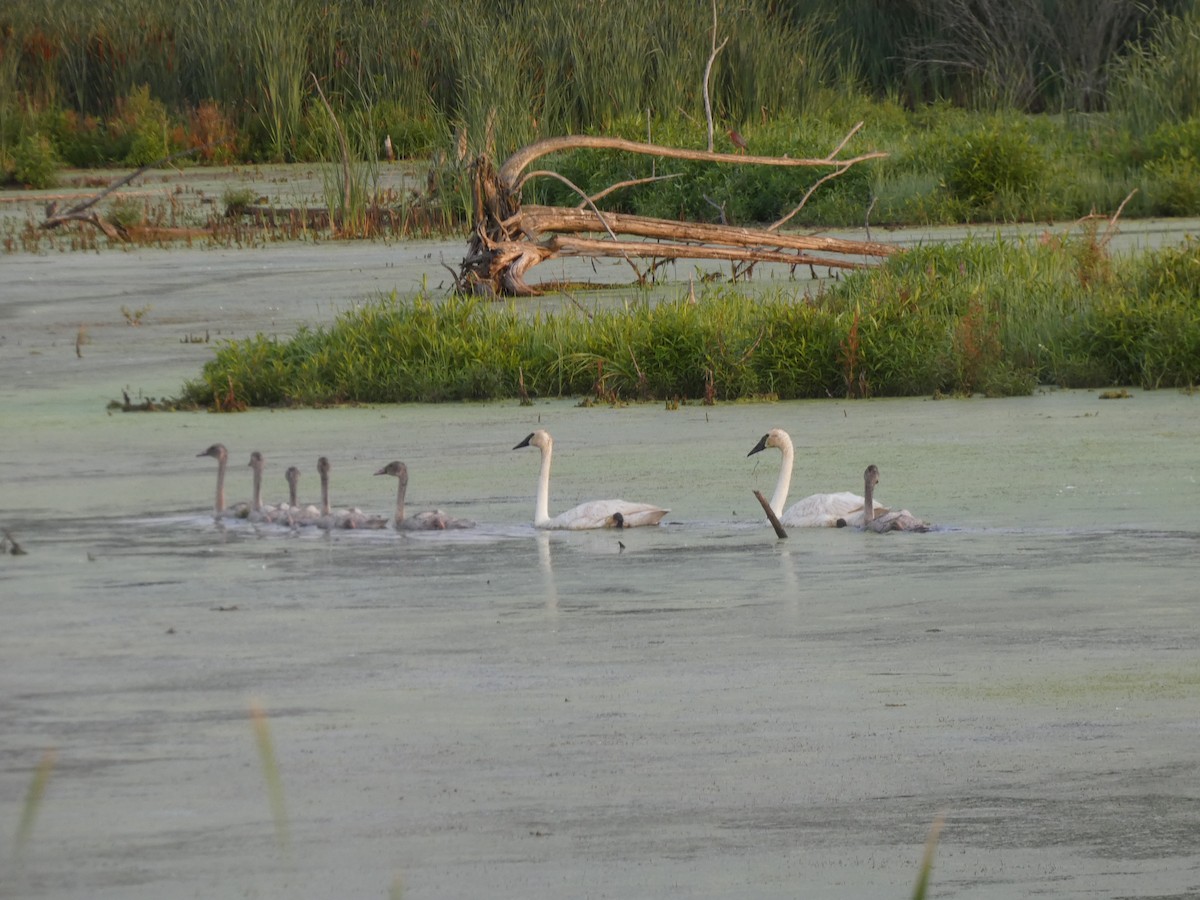 Trumpeter Swan - ML639704602