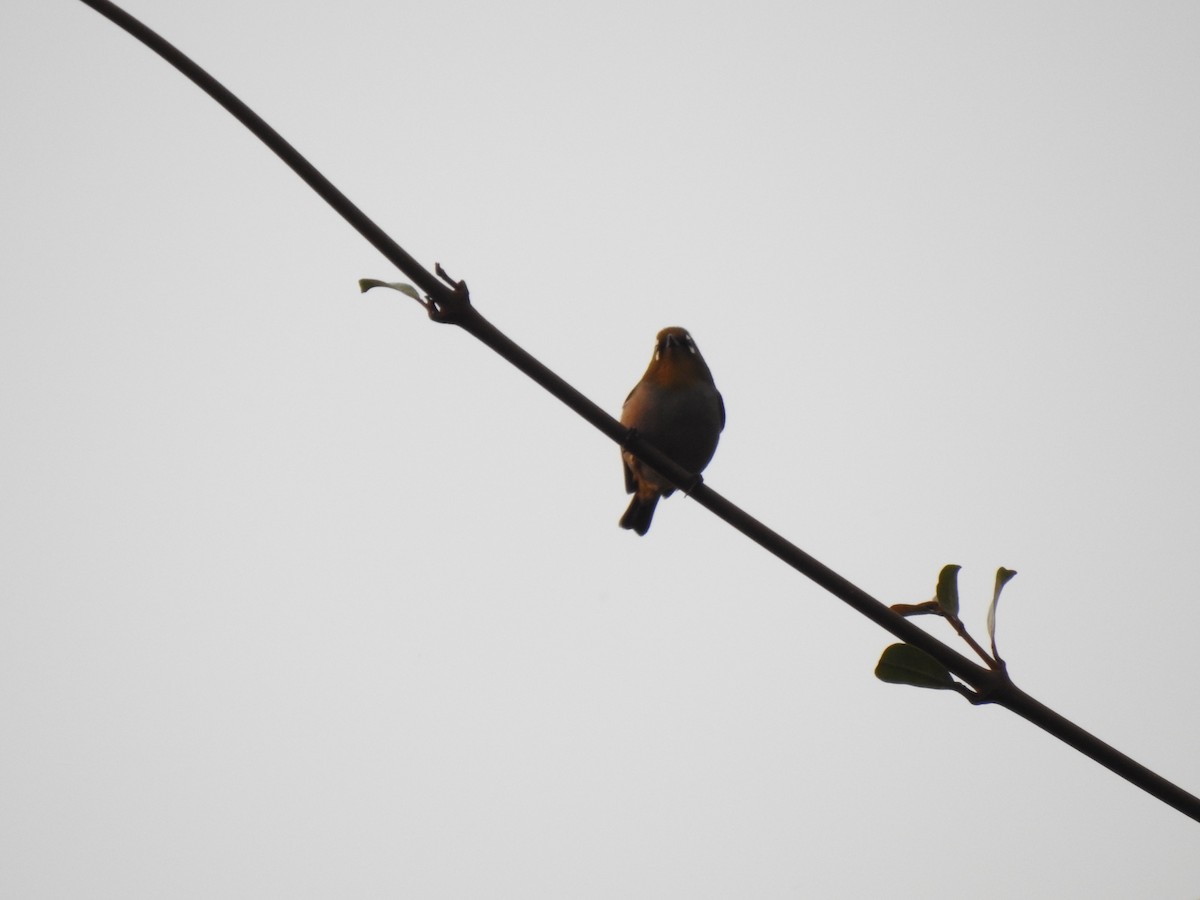 Malagasy White-eye - ML639704618