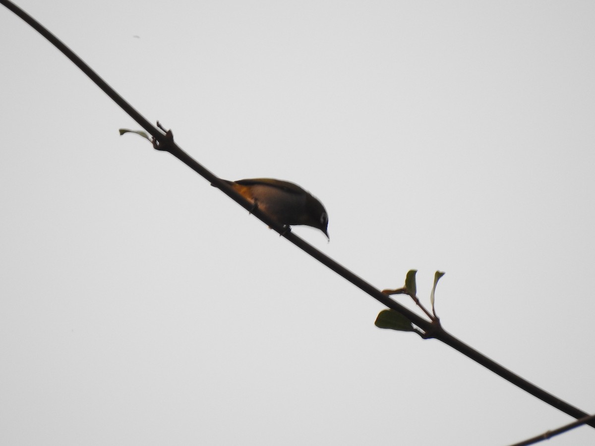 Malagasy White-eye - ML639704619