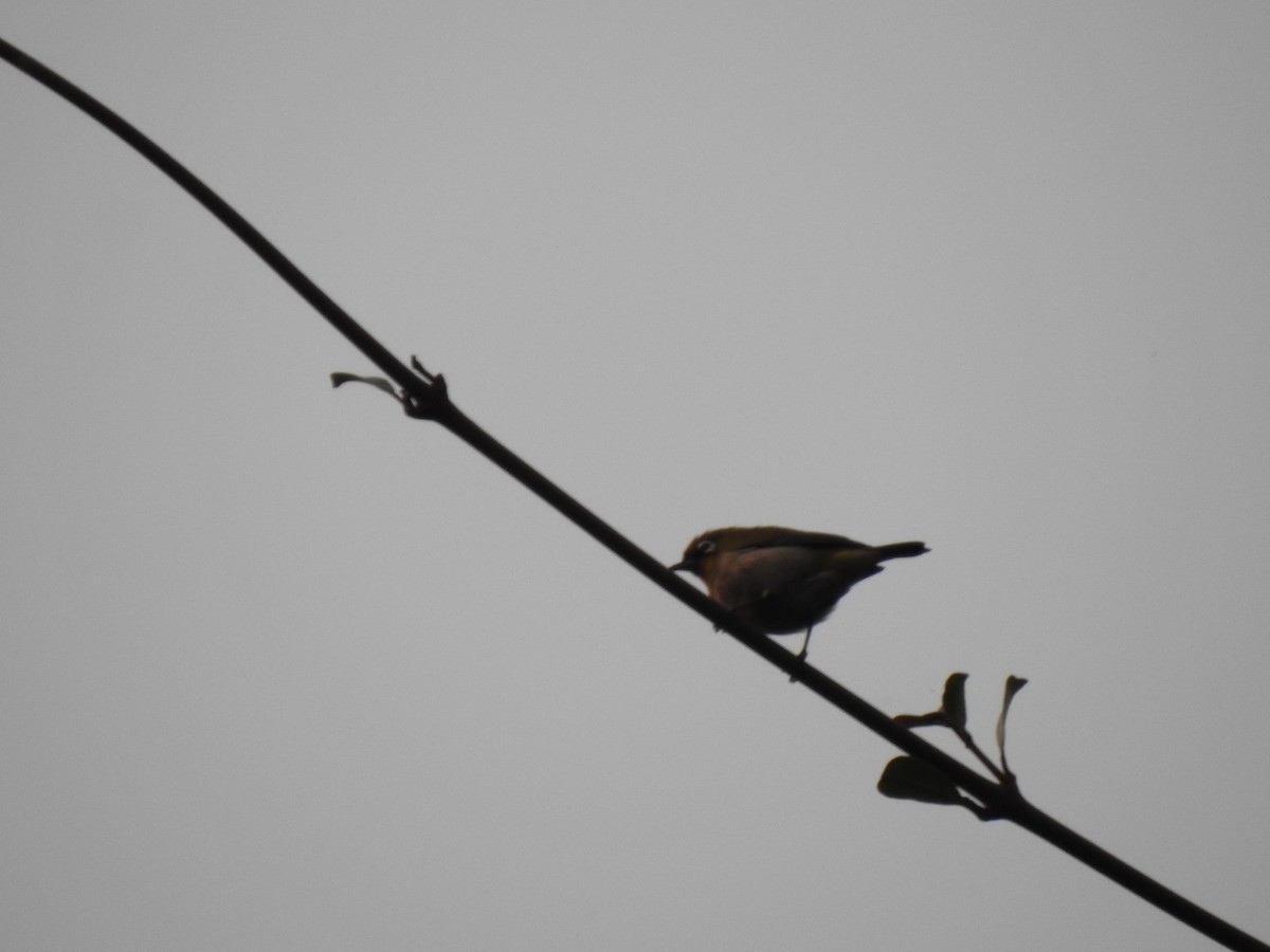 Malagasy White-eye - ML639704620