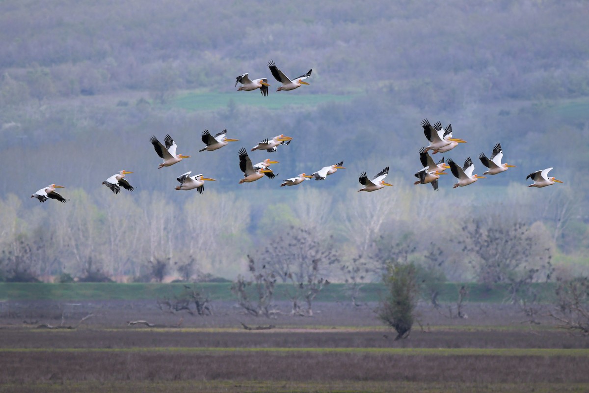 Great White Pelican - ML639704639