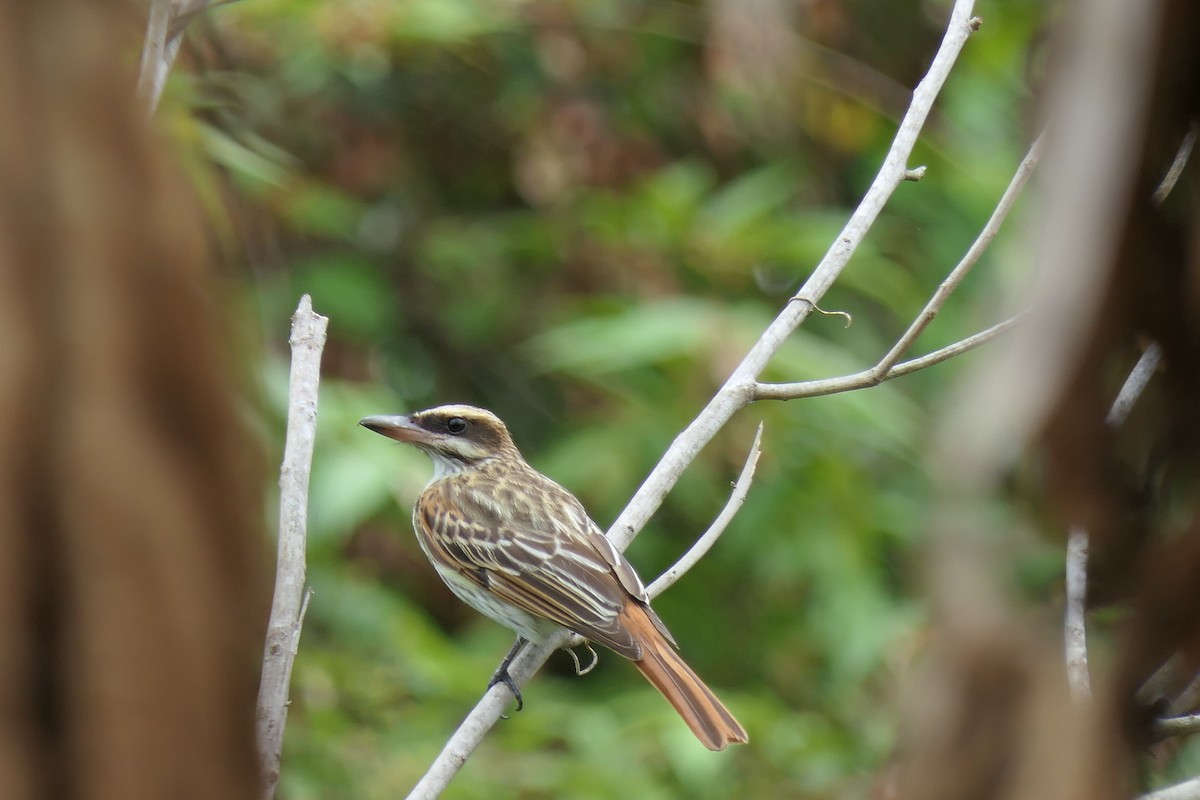 Streaked Flycatcher (Northern) - ML639704690