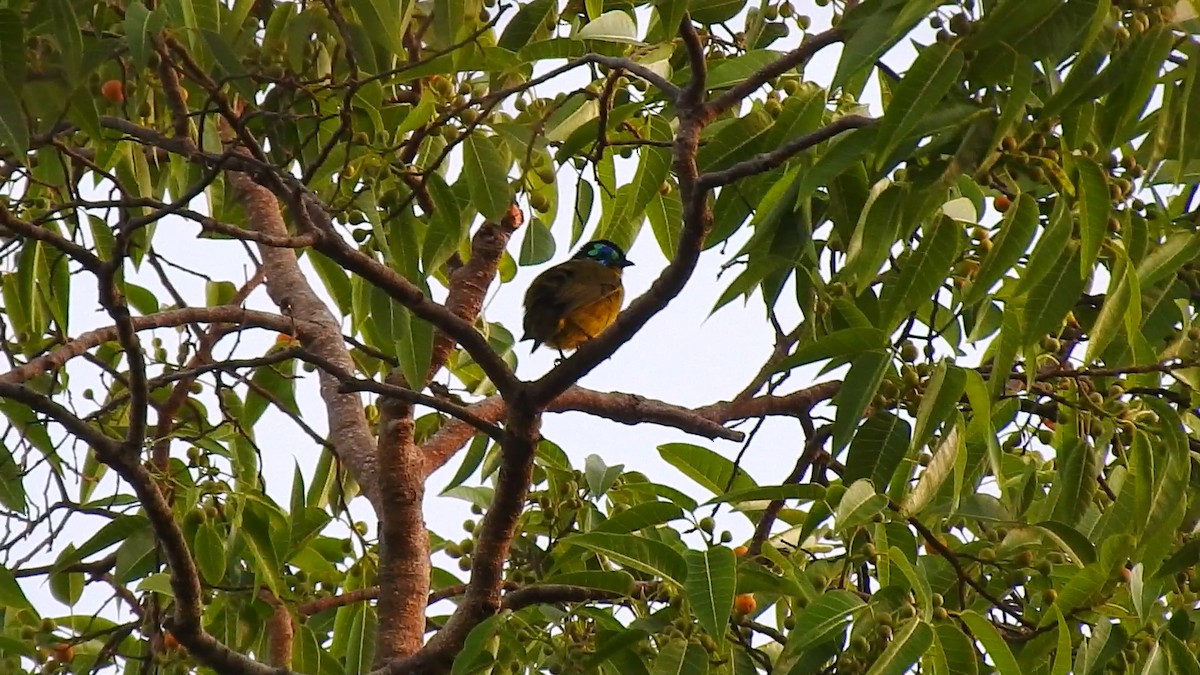 Schlegel's Asity - ML639704708