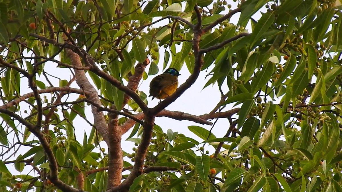 Schlegel's Asity - ML639704709