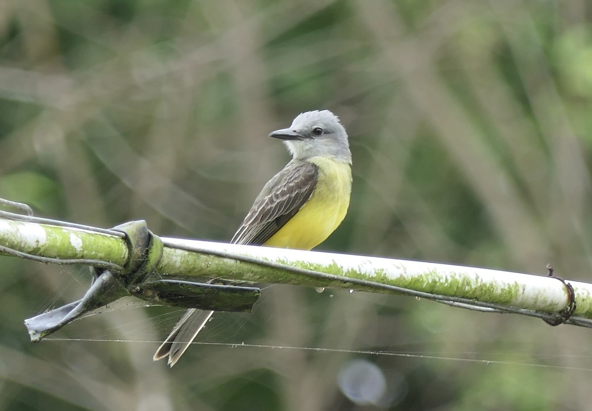 Tropical Kingbird - ML639704723