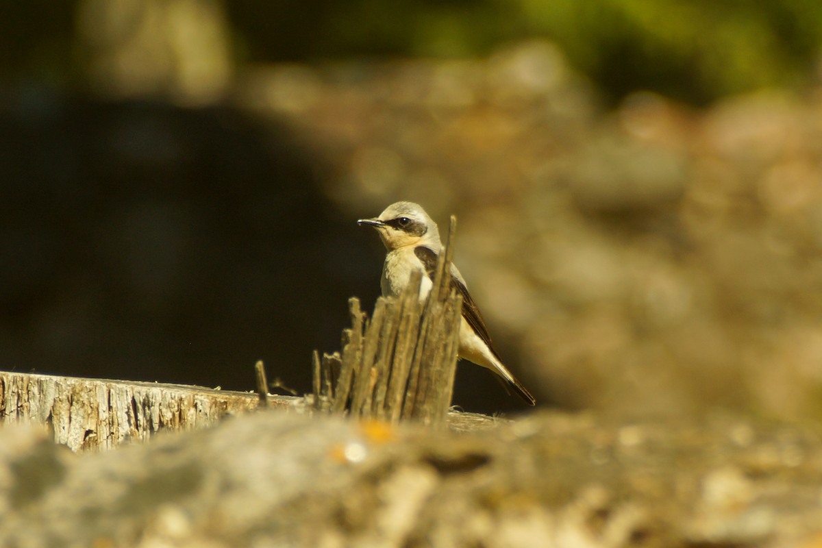 Northern Wheatear - ML639704753
