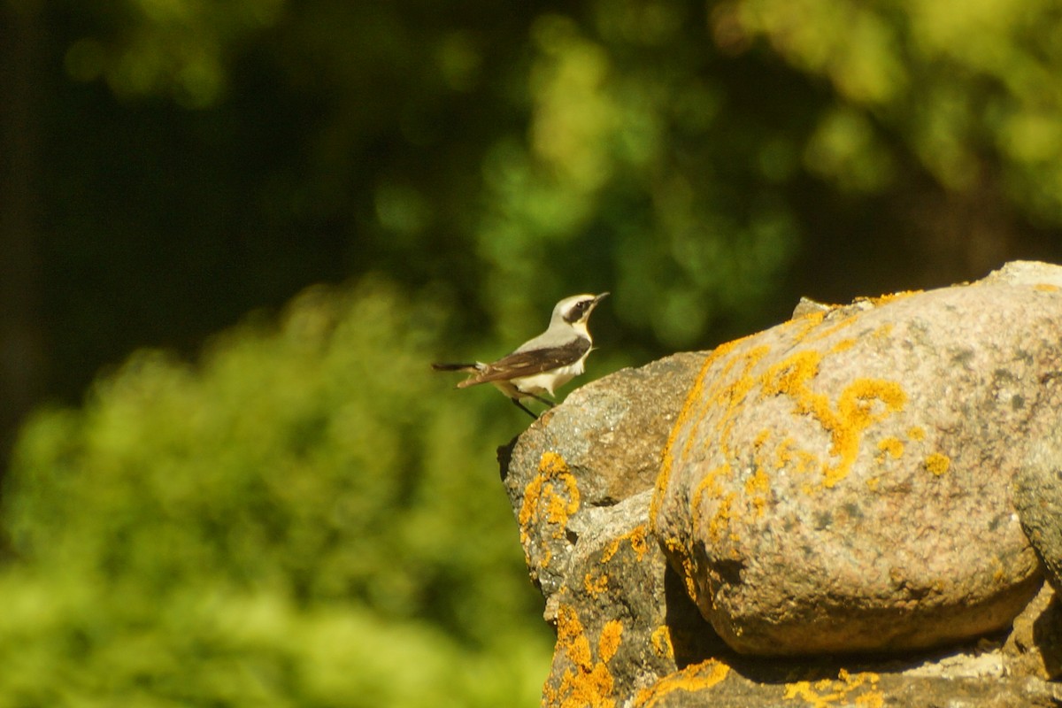 Northern Wheatear - ML639704754