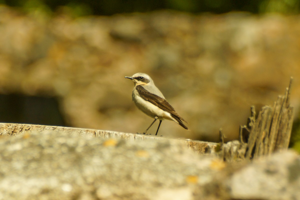 Northern Wheatear - ML639704755