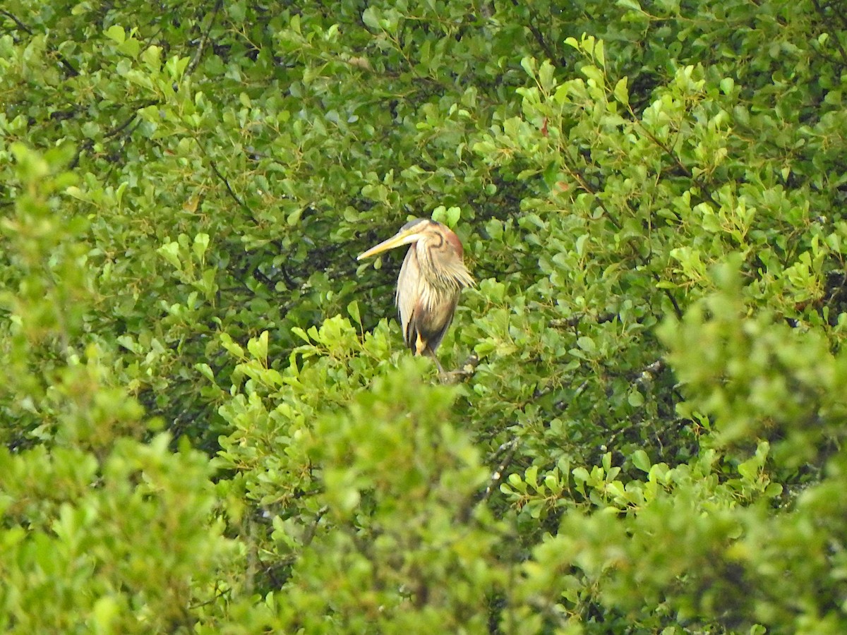 Зээрд дэглий - ML639704756