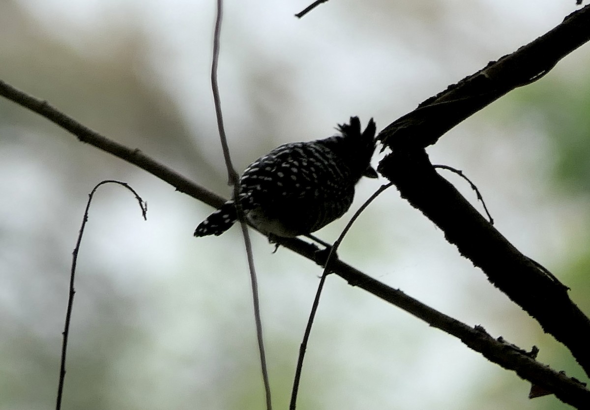 Barred Antshrike - ML639704794