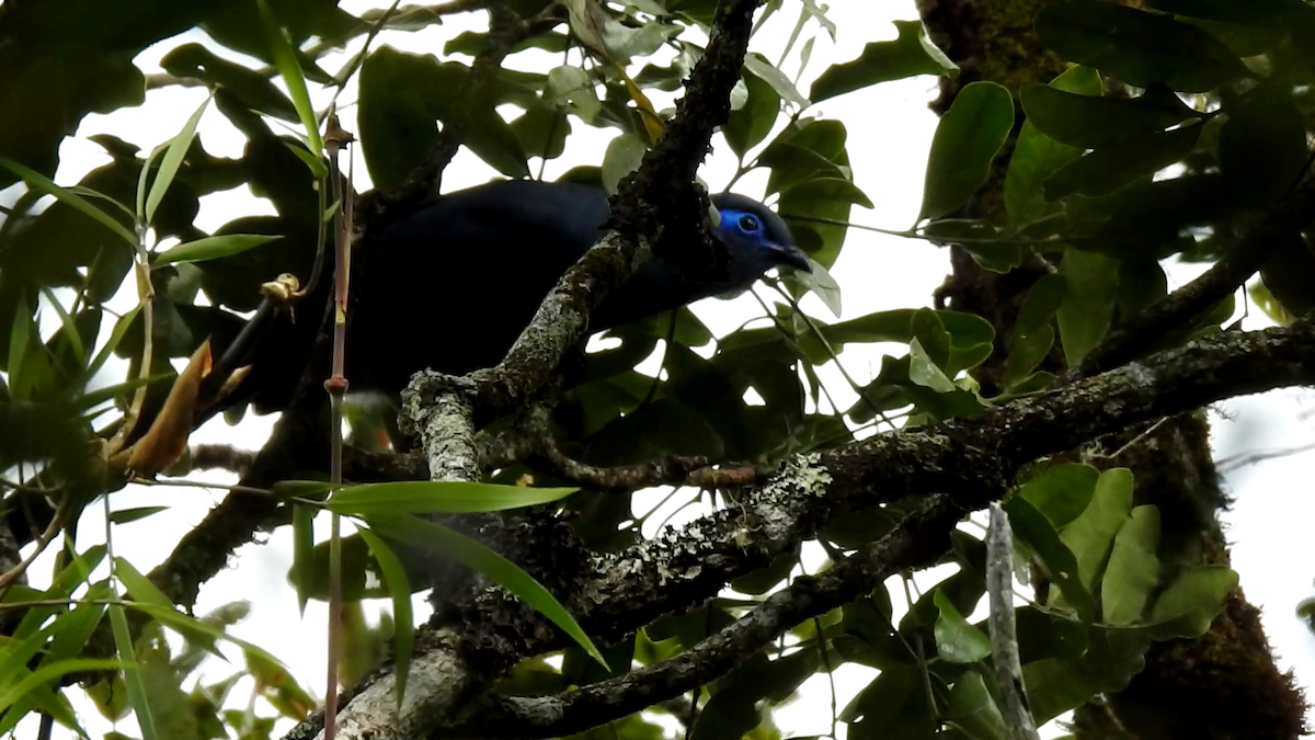 Cúa Azul - ML639704817