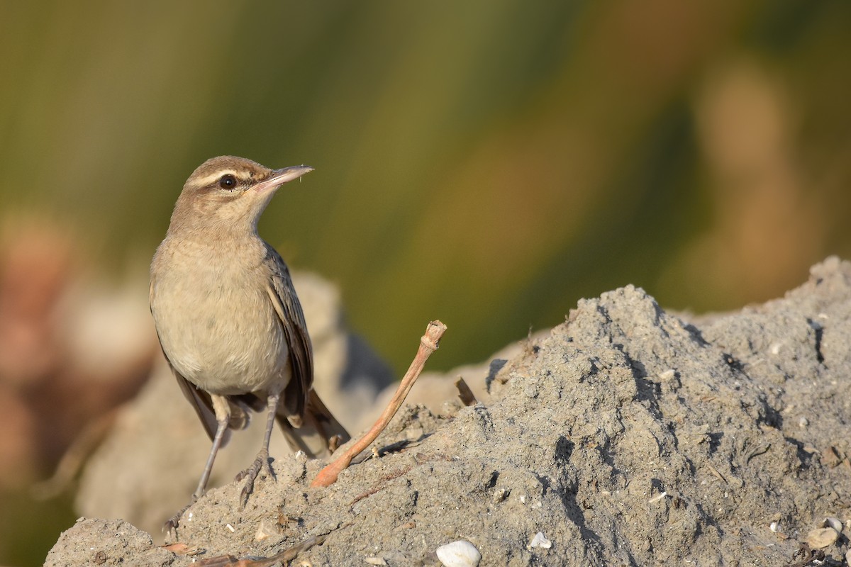Rufous-tailed Scrub-Robin - ML639704864