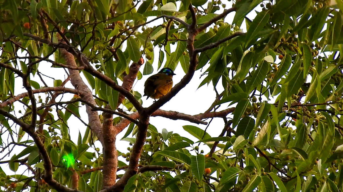 Schlegel's Asity - ML639704888