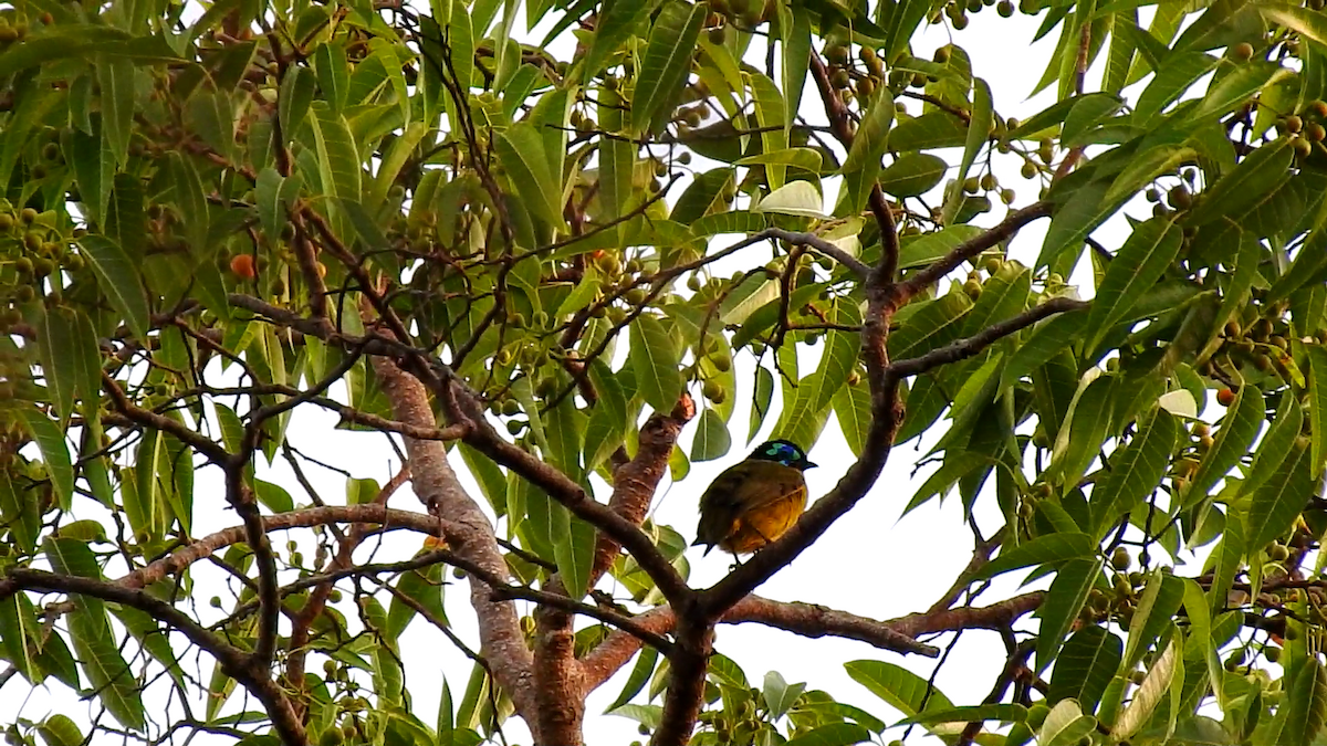 Schlegel's Asity - ML639704889