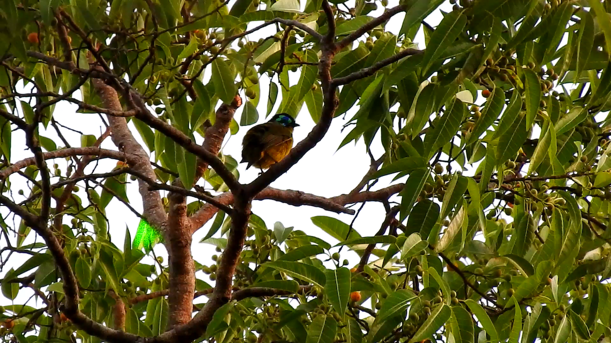 Schlegel's Asity - ML639704890