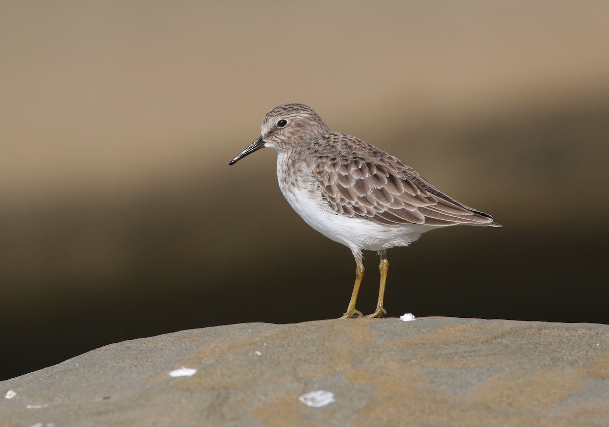 Least Sandpiper - ML639704901