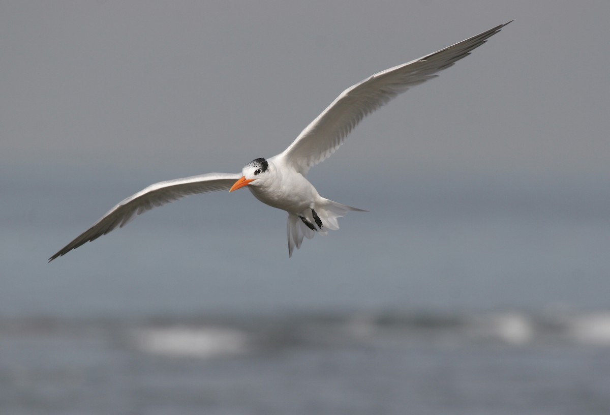 Royal Tern - ML639704912