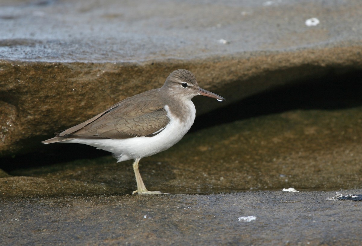 Spotted Sandpiper - ML639704930
