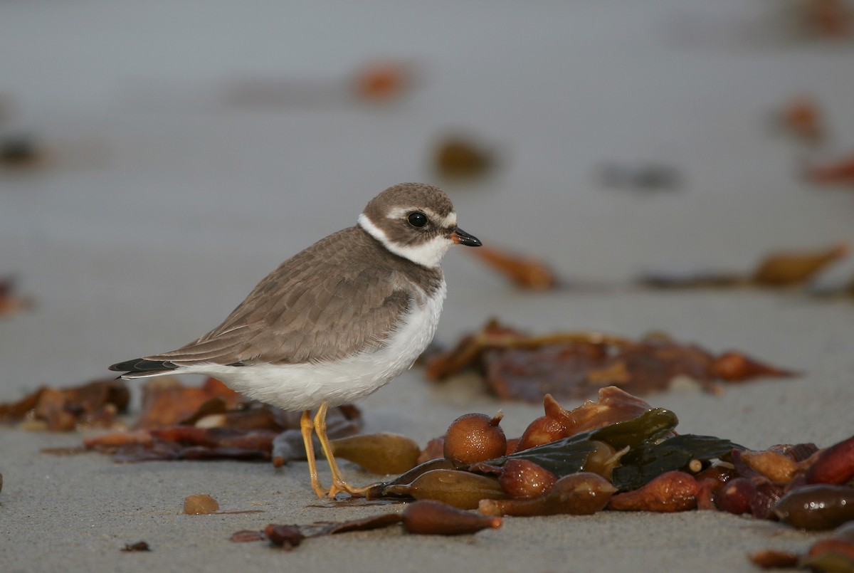 Semipalmated Plover - ML639704957