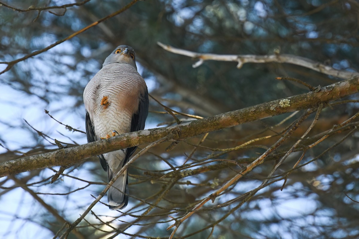 African Goshawk - ML639705007