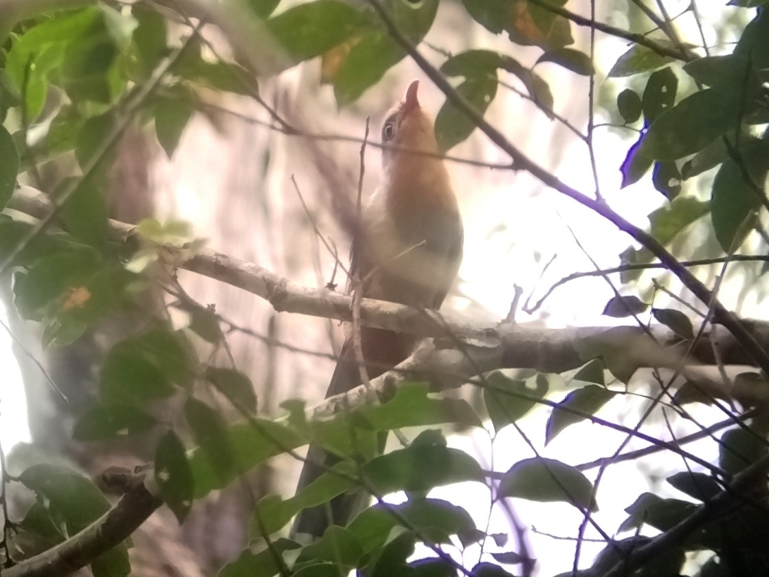 Red-billed Malkoha - ML639705019