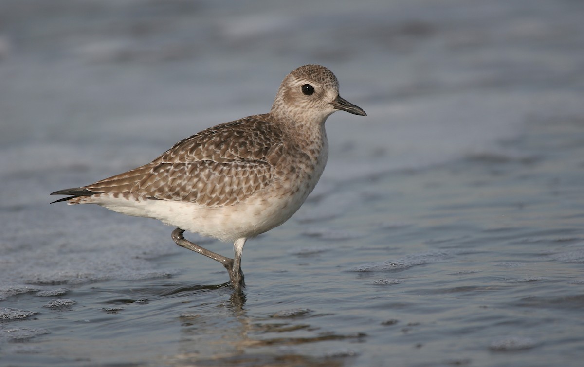 Black-bellied Plover - ML639705094