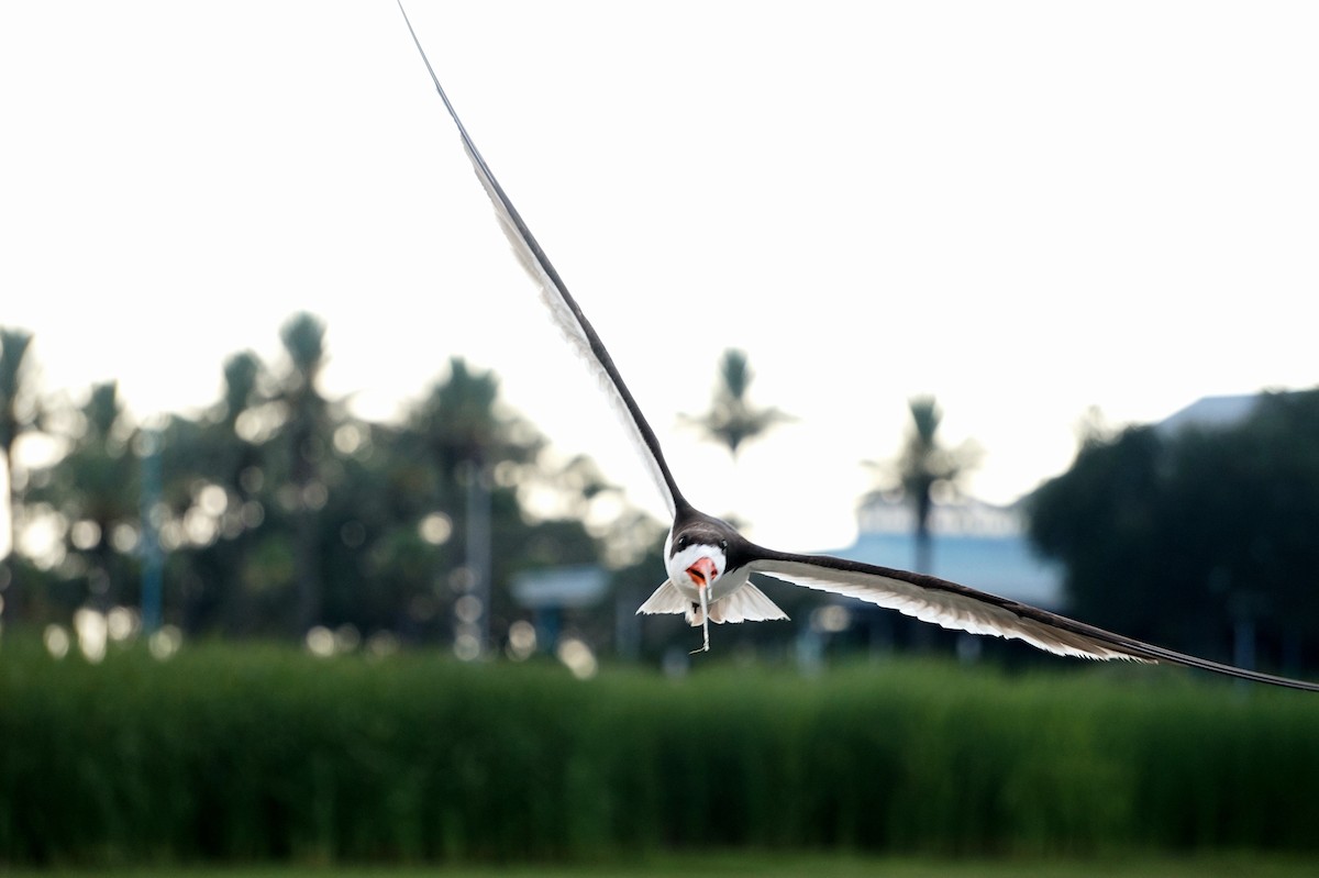 Black Skimmer - ML639705100