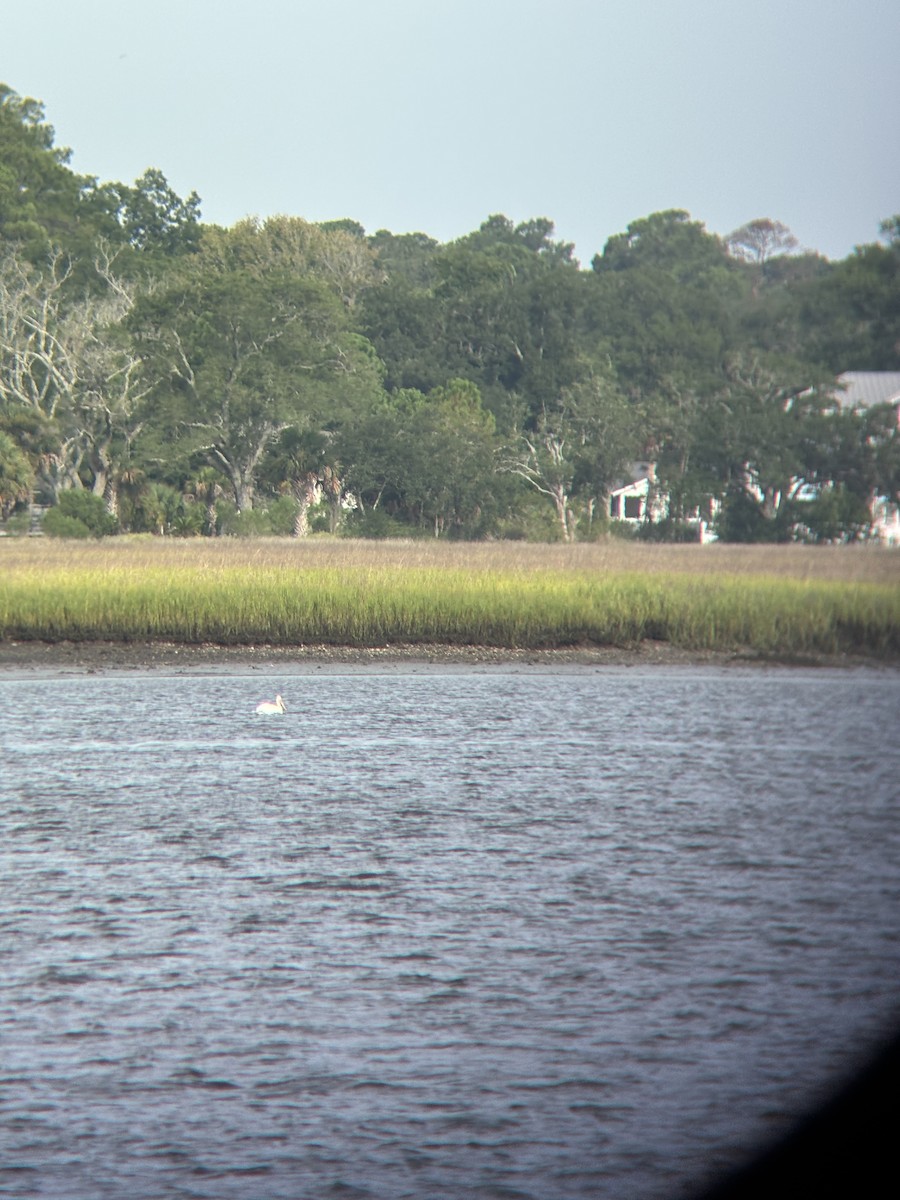 American White Pelican - ML639705118
