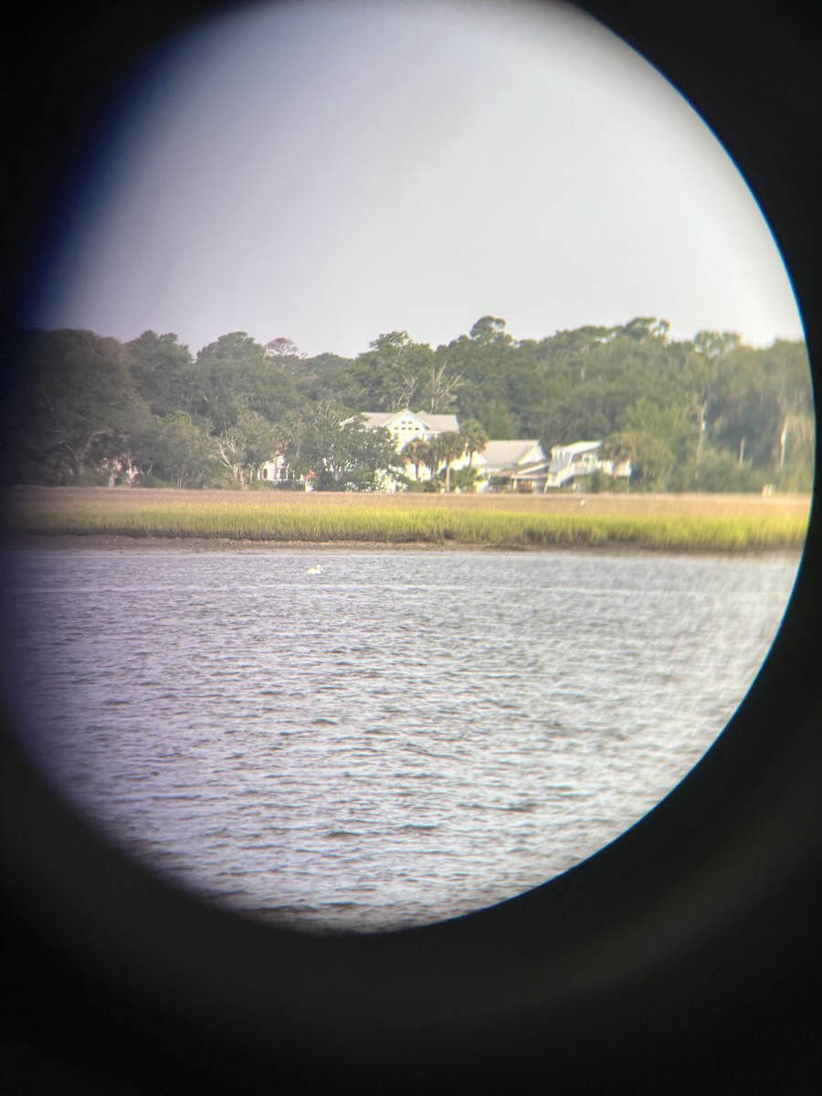 American White Pelican - ML639705119