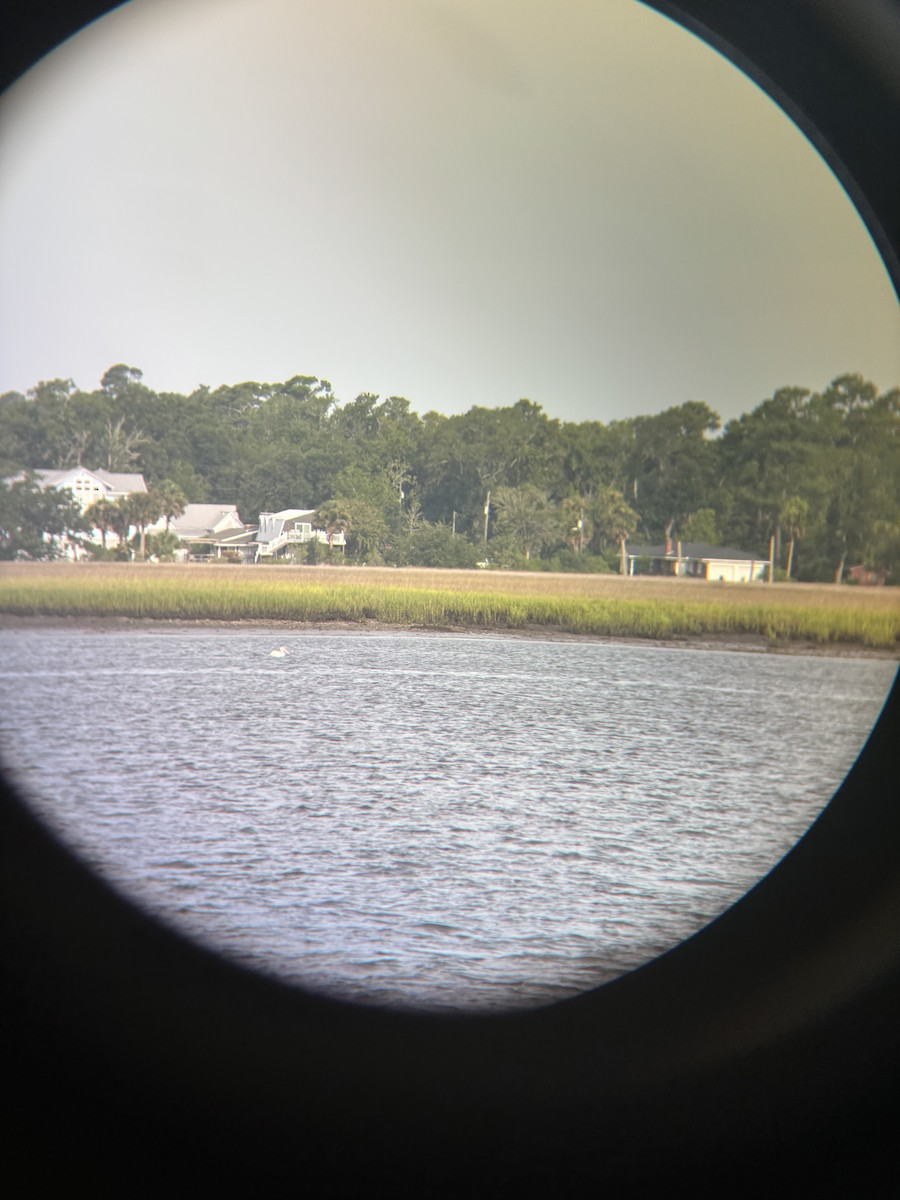 American White Pelican - ML639705120
