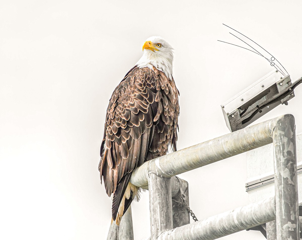 Bald Eagle - ML639705129