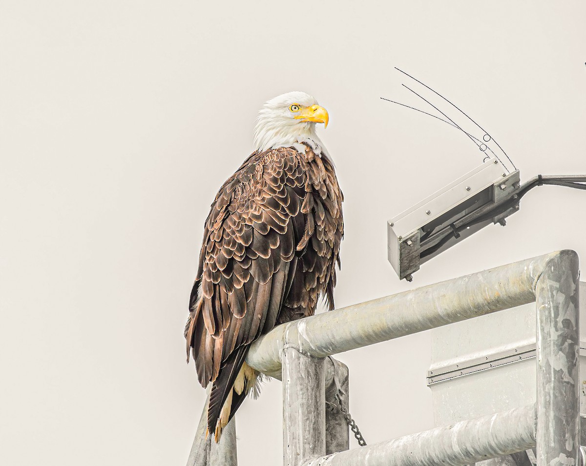 Bald Eagle - ML639705134