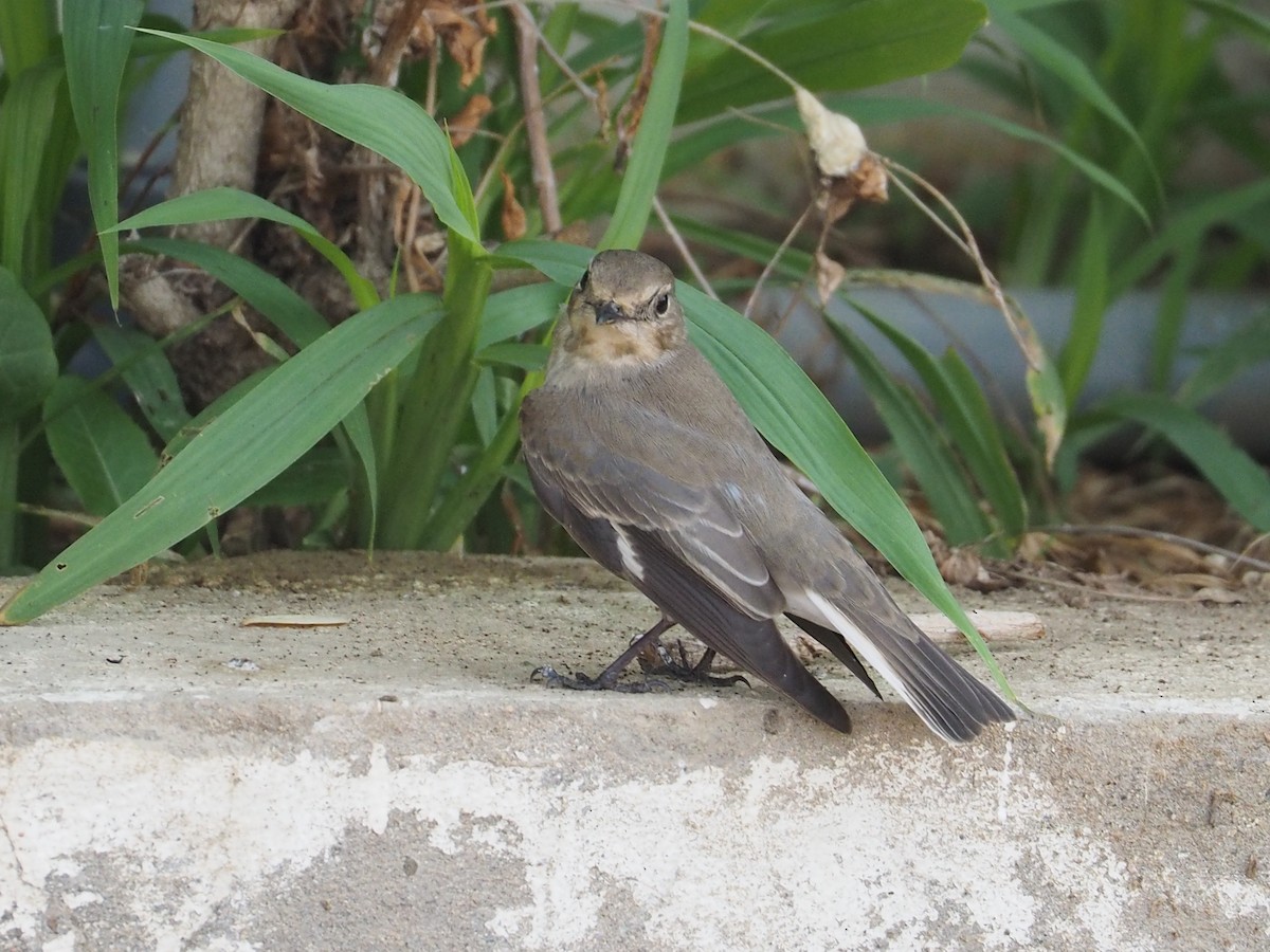 Semicollared Flycatcher - ML639705150