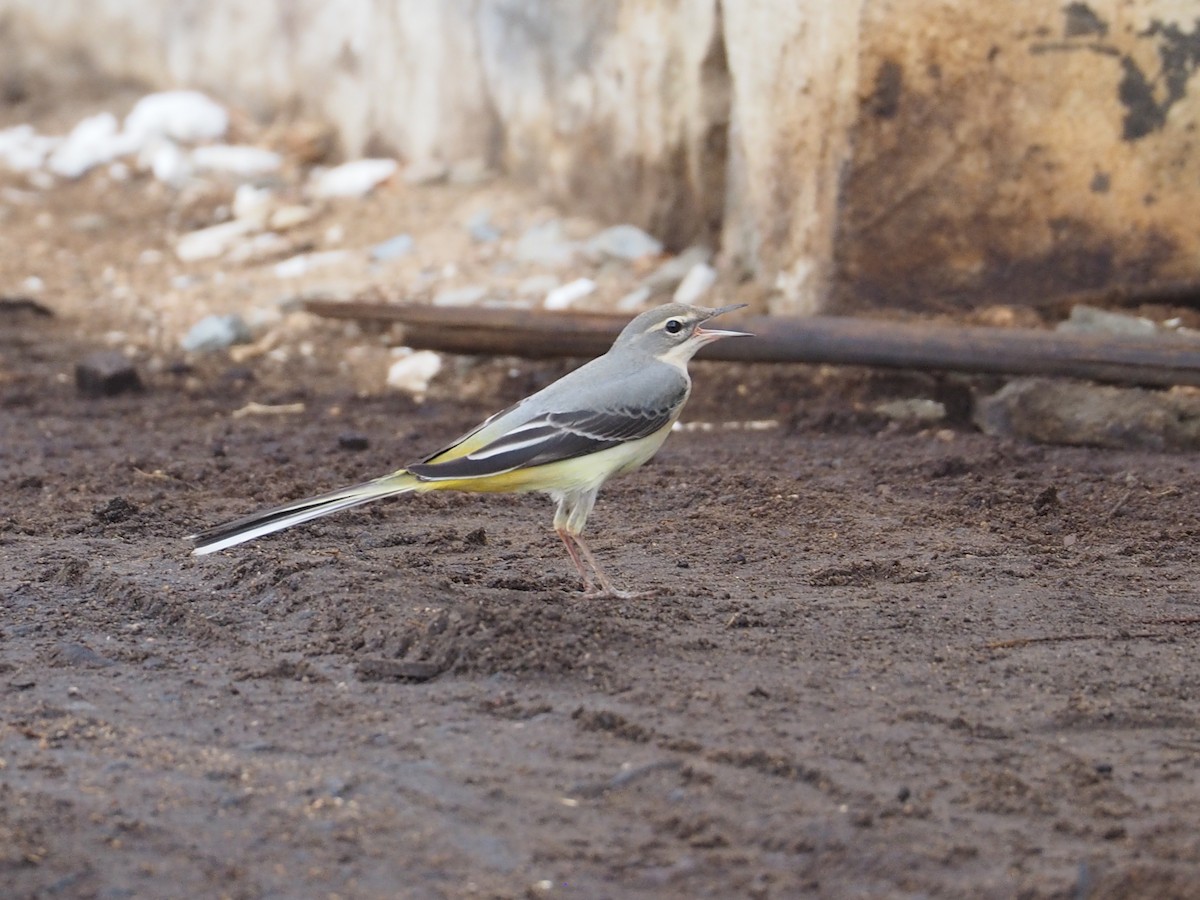 Gray Wagtail - ML639705169