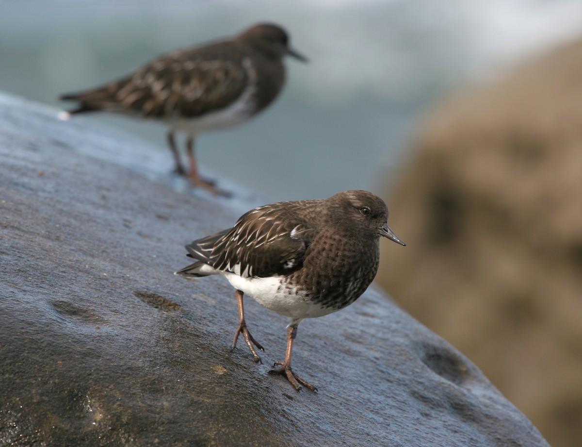 Black Turnstone - ML639705172