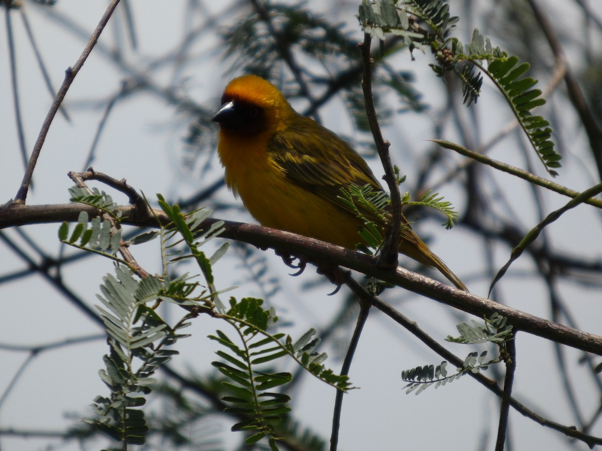 Rüppell's Weaver - ML639705213