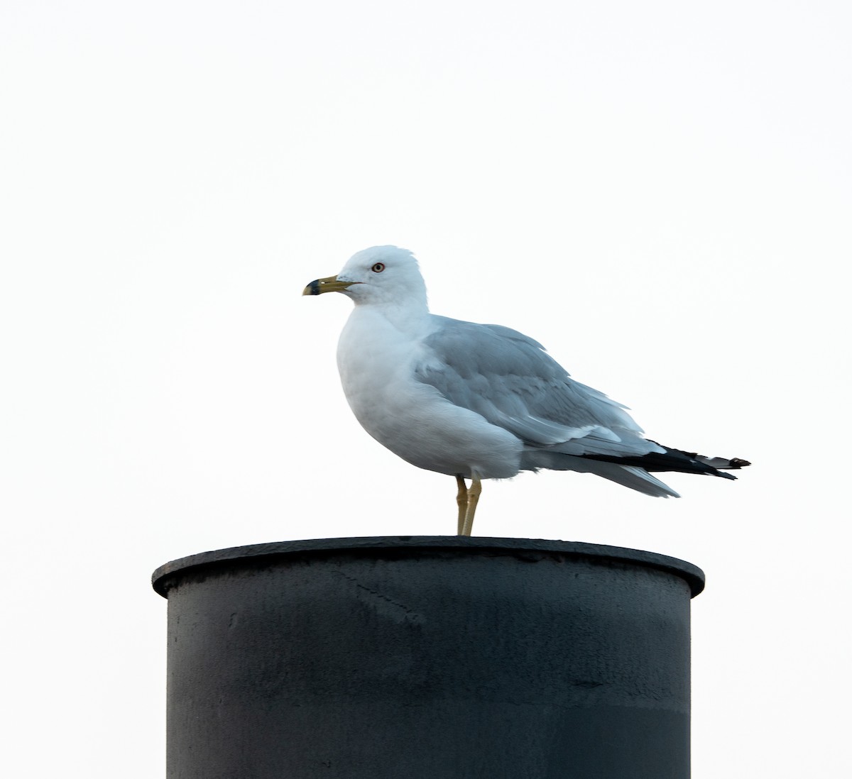 Ring-billed Gull - ML639705331